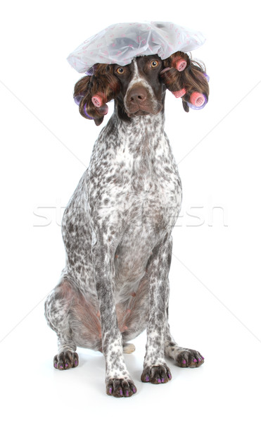 dog grooming Stock photo © willeecole