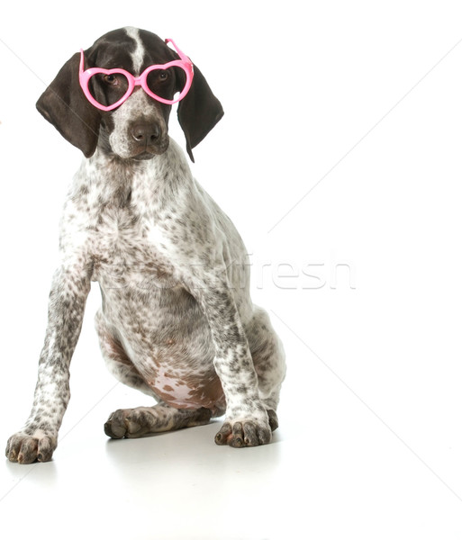 dog wearing glasses Stock photo © willeecole
