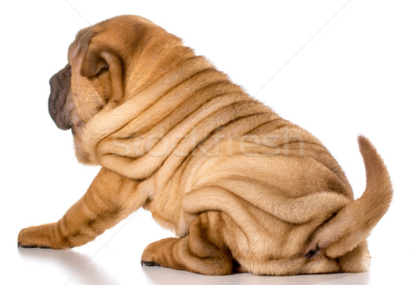 chinese shar pei puppy Stock photo © willeecole