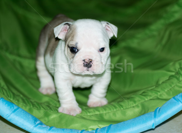 puppy training Stock photo © willeecole