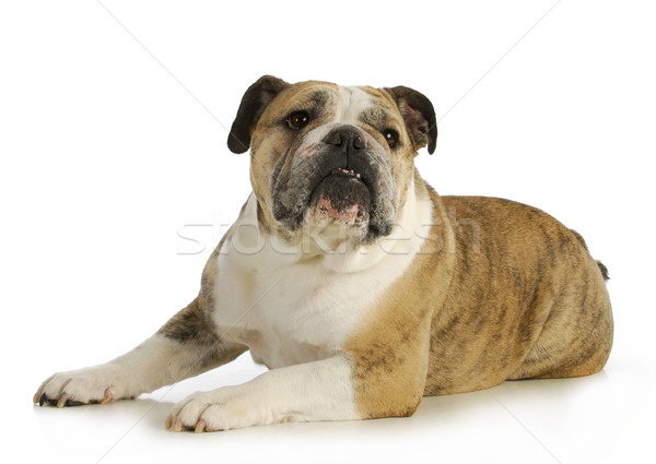 Foto stock: Inglés · bulldog · reflexión · blanco · retrato