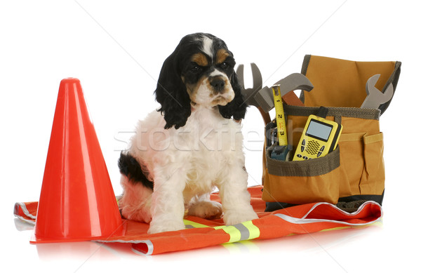 working dog Stock photo © willeecole