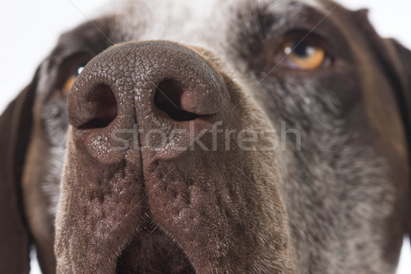 Cão nariz cara retrato sozinho Foto stock © willeecole