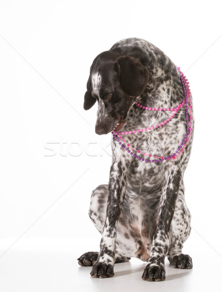 bad dog Stock photo © willeecole