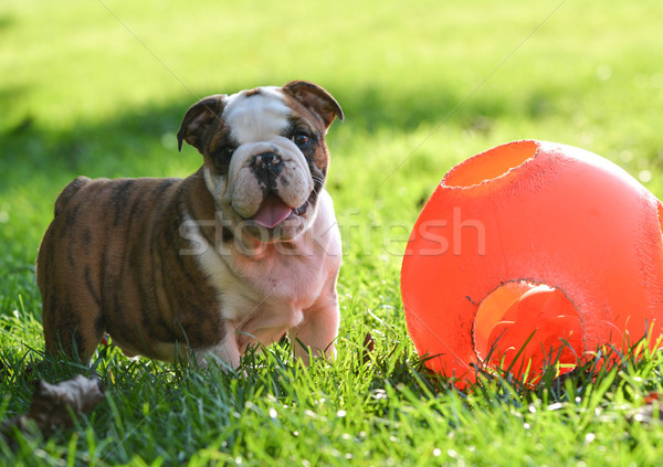 子犬 演奏 おもちゃ ボール 外 草 ストックフォト © willeecole