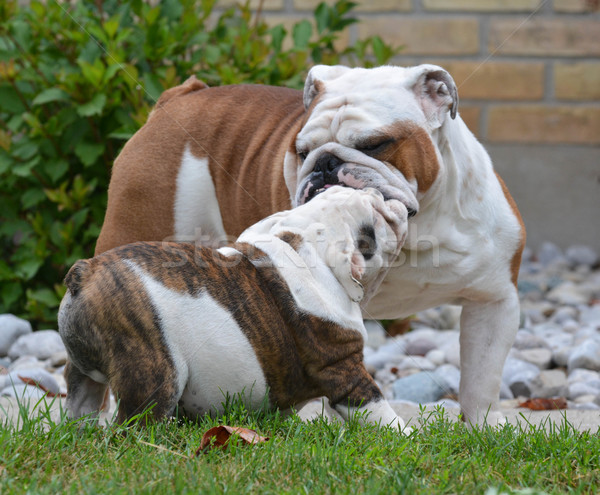 adult and puppy dog Stock photo © willeecole