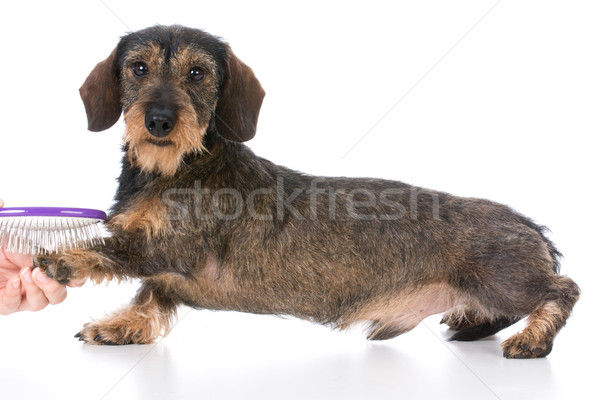 dog getting brushed Stock photo © willeecole