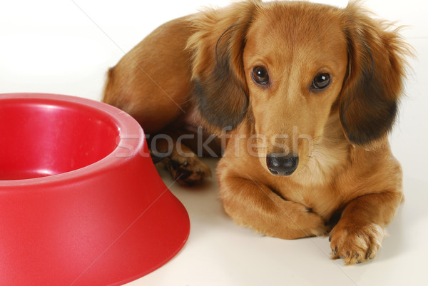 Stock foto: Hund · warten · langhaarigen · Dackel · Verlegung · neben