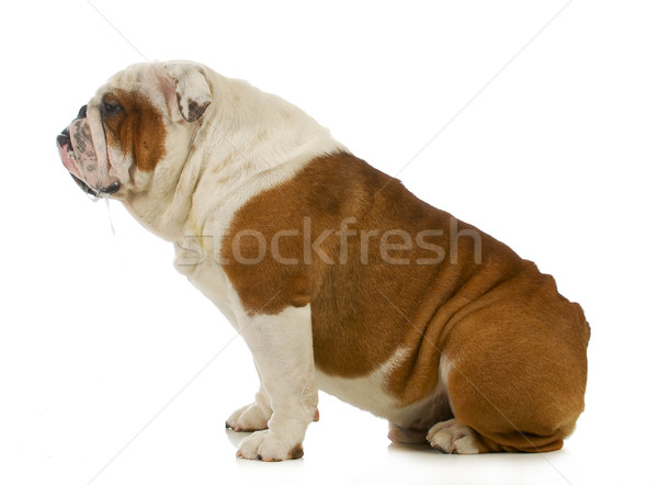 dog drooling Stock photo © willeecole