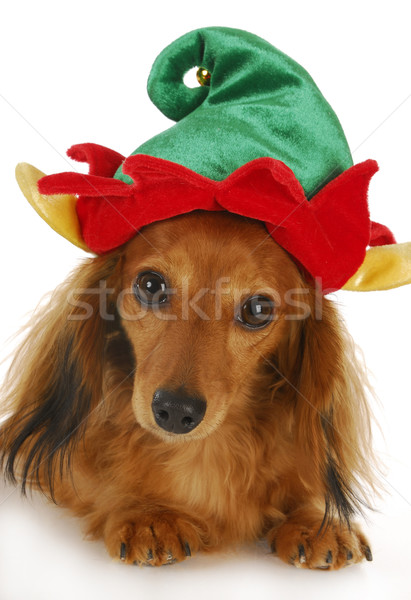 Christmas elf hond teckel cute Stockfoto © willeecole