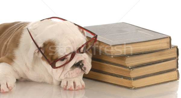 english bulldog puppy laying down beside a stack of books Stock photo © willeecole