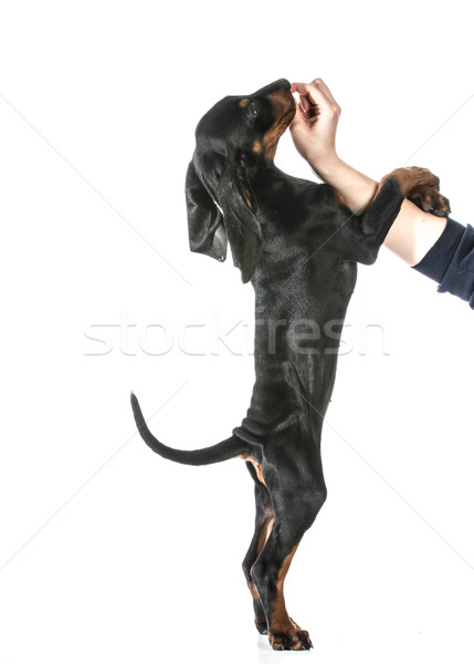 Dog training mână câine predare Imagine de stoc © willeecole