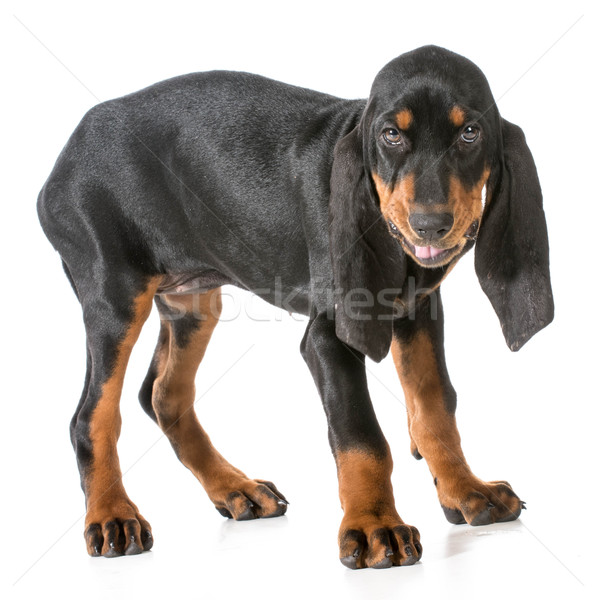 Fekete barna bőr hülye állat kutyakölyök díszállat Stock fotó © willeecole