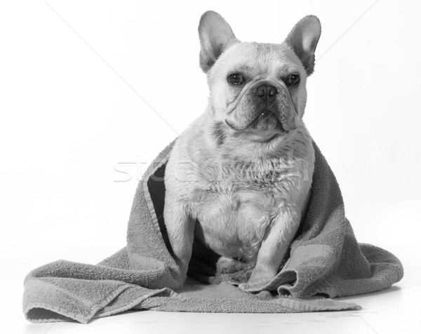 dog grooming Stock photo © willeecole