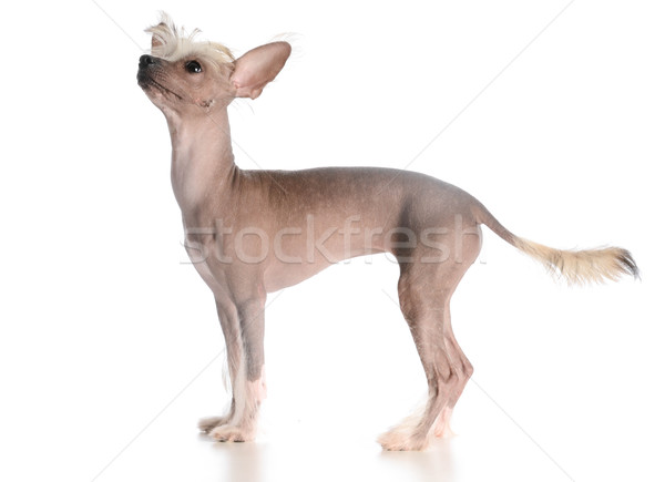 chinese crested puppy Stock photo © willeecole