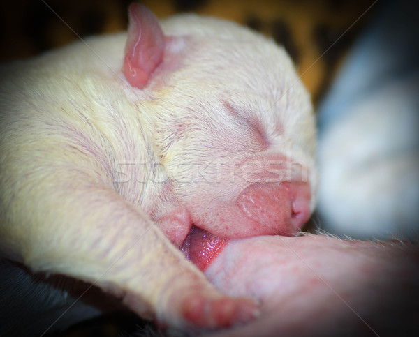 puppy nursing Stock photo © willeecole