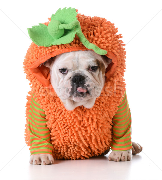 halloween dog Stock photo © willeecole