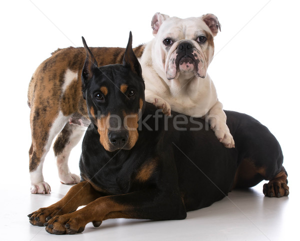 Dos perros bulldog doberman junto blanco Foto stock © willeecole