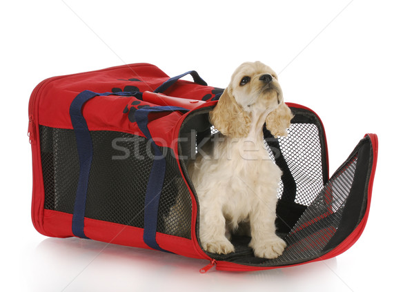 Kutyakölyök láda amerikai piros hordoz táska Stock fotó © willeecole