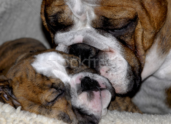 Anglais bulldog mère nettoyage huit semaine [[stock_photo]] © willeecole