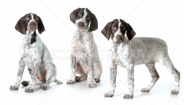 Foto stock: Tres · cachorros · aislado · blanco · perro · naturaleza