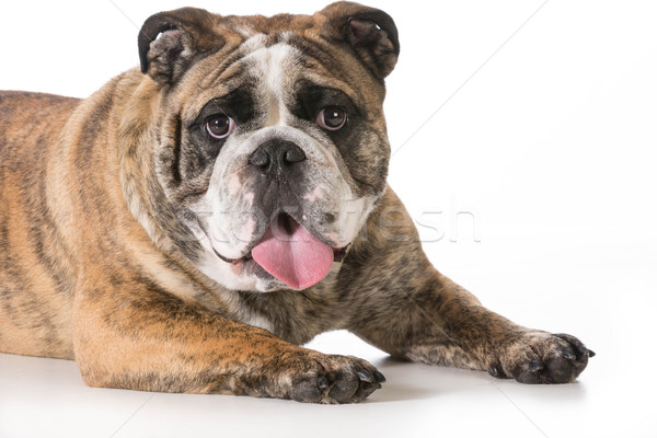 english bulldog Stock photo © willeecole