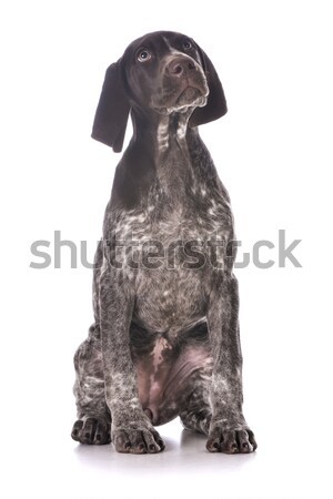 german shorthaired pointer  Stock photo © willeecole