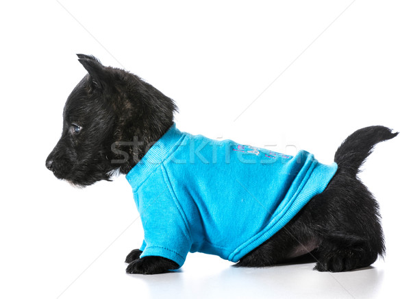 テリア 子犬 着用 青 犬 セーター ストックフォト © willeecole