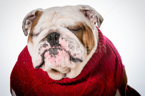Zdjęcia stock: Psa · sweter · czerwony · angielski · bulldog