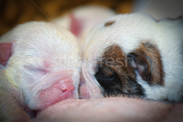 Kiskutyák szoptatás angol bulldog kutyakölyök kettő Stock fotó © willeecole
