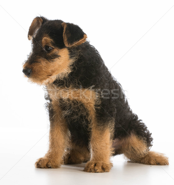 cute puppy Stock photo © willeecole