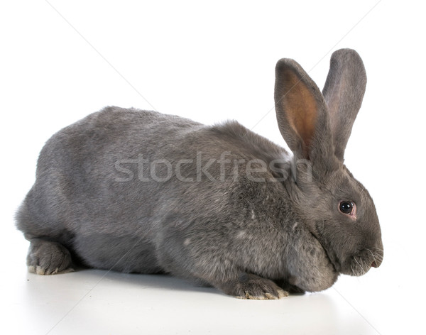 giant flemish bunny Stock photo © willeecole