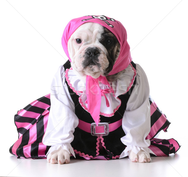 pirate puppy Stock photo © willeecole