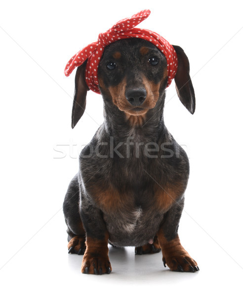 Femenino miniatura dachshund rojo mirando Foto stock © willeecole