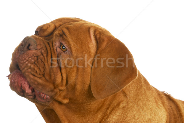 dogue de bordeaux Stock photo © willeecole