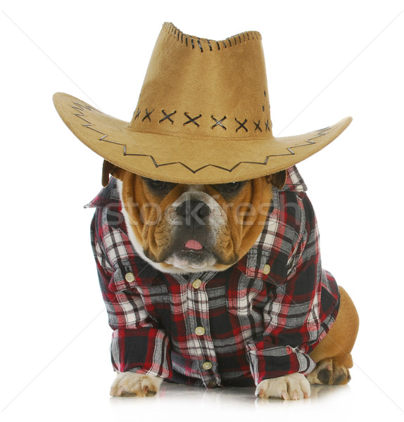 country dog Stock photo © willeecole