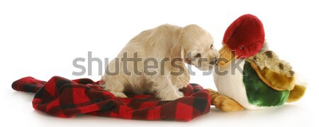 Jagdhund liebenswert Welpen gefüllt Ente weiß Stock foto © willeecole