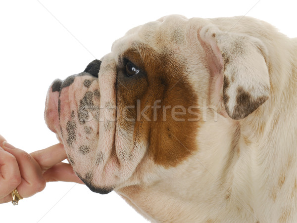 bulldog head Stock photo © willeecole