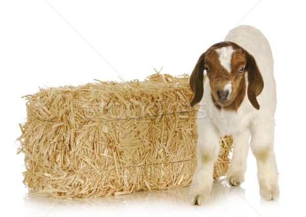 Baba kecske áll bála szalmaszál fiatal Stock fotó © willeecole