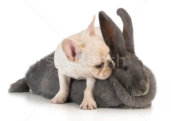 baby animals Stock photo © willeecole