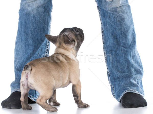dog at owners feet Stock photo © willeecole