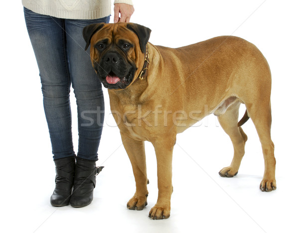 Foto stock: Mulher · grande · cão · touro · mastim