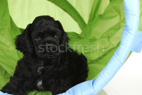puppy agility Stock photo © willeecole