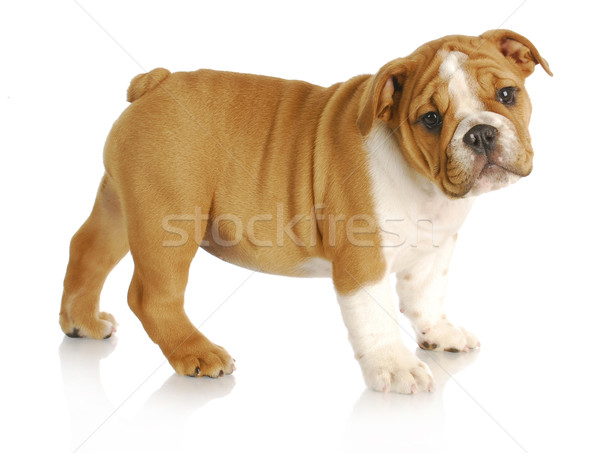 cute puppy Stock photo © willeecole