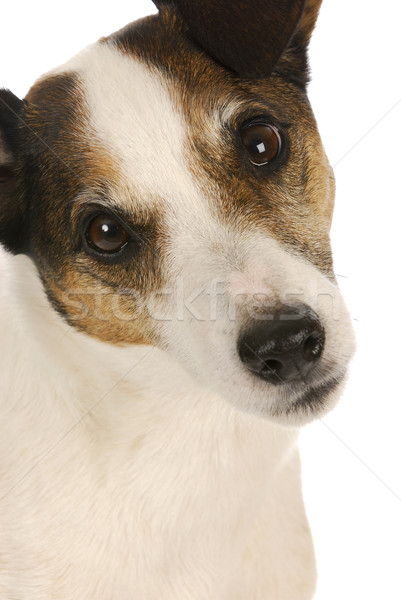 Stock photo: cute dog
