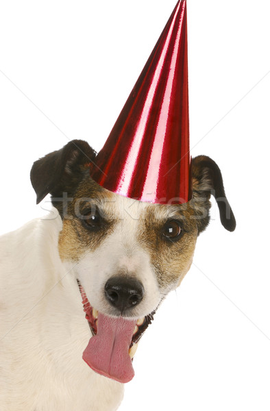 birthday dog Stock photo © willeecole