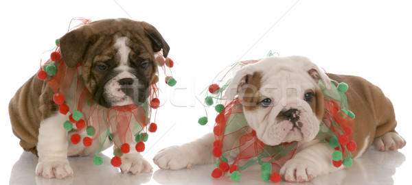two english bulldog puppies wearing cute christmas scarves Stock photo © willeecole