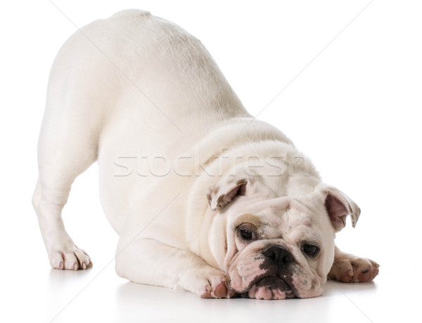 Cute puppy Stock photo © willeecole