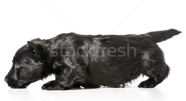 Stockfoto: Terriër · puppy · vloer · geïsoleerd · witte · dier
