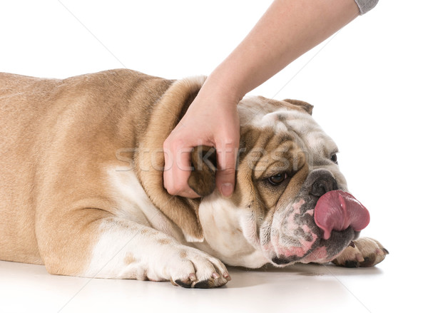 petting dog Stock photo © willeecole